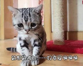 猫委屈的图片,揭秘宠物内心的无奈与辛酸