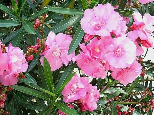 嘴含花的照片,捕捉自然之美的一瞬