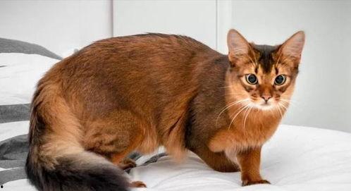 海狐图片,探寻神秘海洋生物的传奇故事